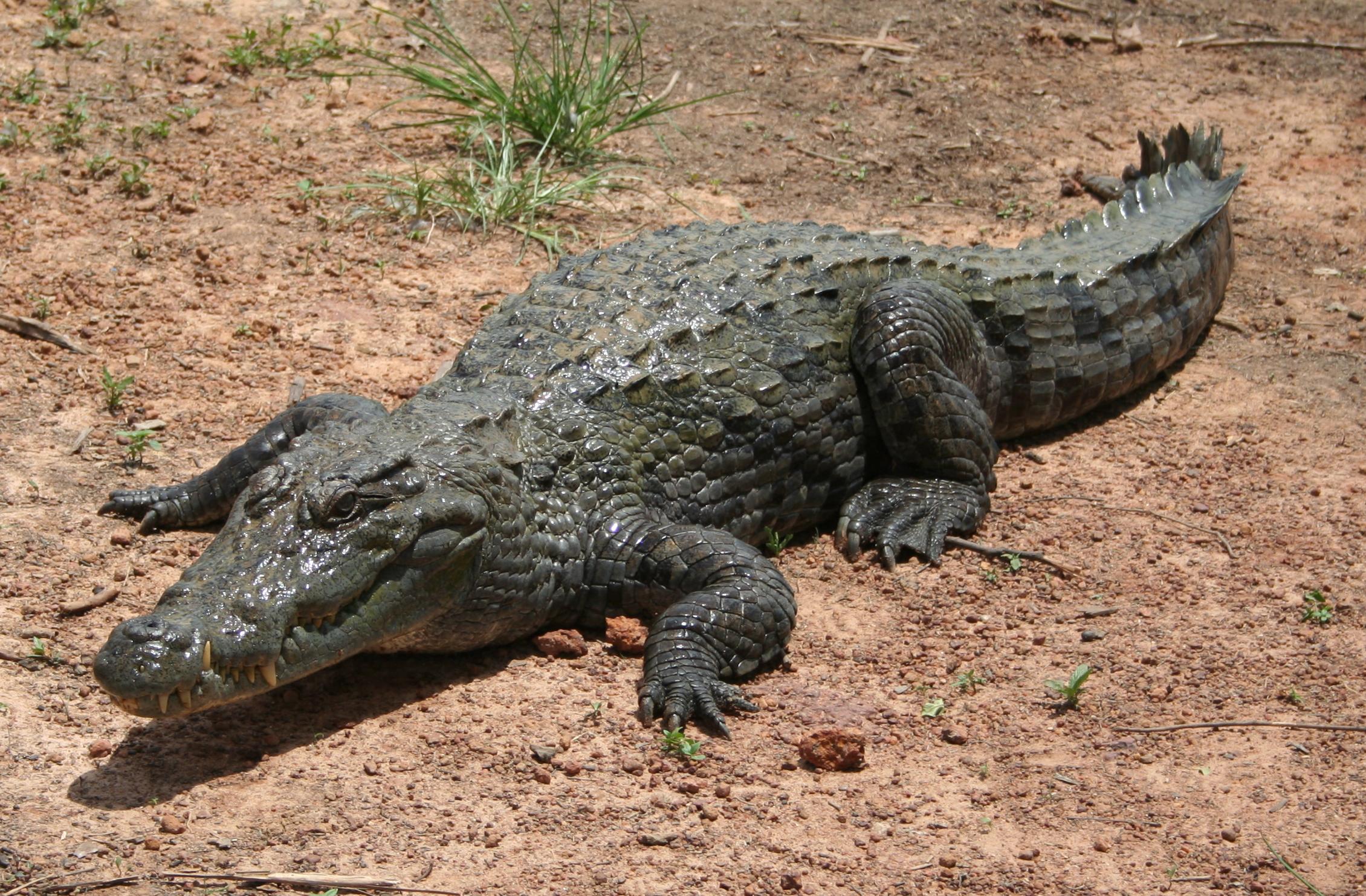 krokodyl.jpg, 684kB